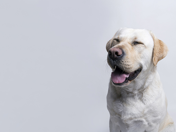 A imagem traz um cão branco da raça labrador. Ele está à direita da imagem, com a boca aberta, exprimindo uma feição de alegria.